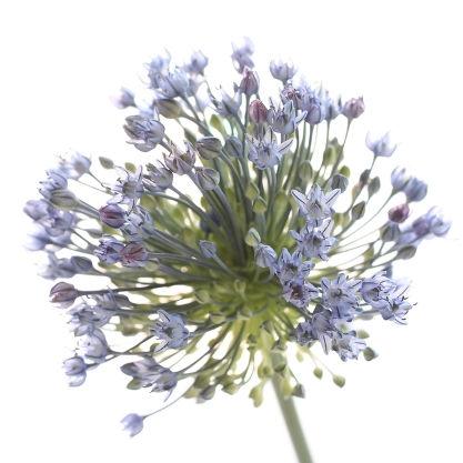 Allium Lavender - Bulk and Wholesale