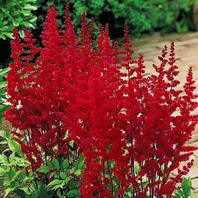 Astilbe Red - Bulk and Wholesale