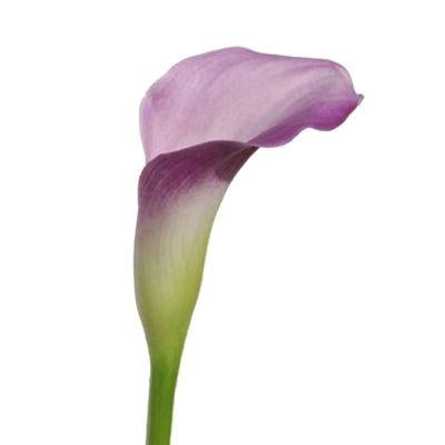 Calla lily Mini Lavender - Bulk and Wholesale