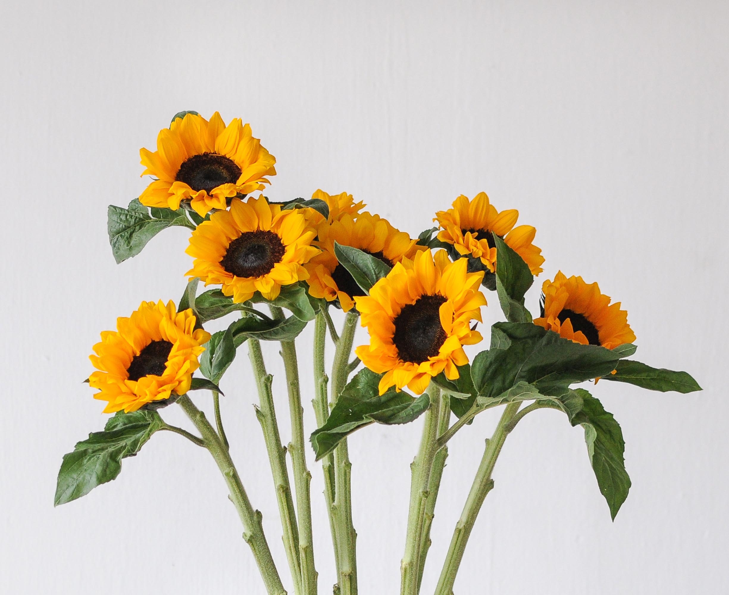 Sunflowers Small - Bulk and Wholesale