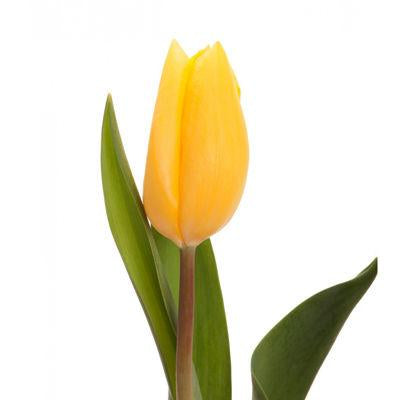 Tulips Yellow - Bulk and Wholesale